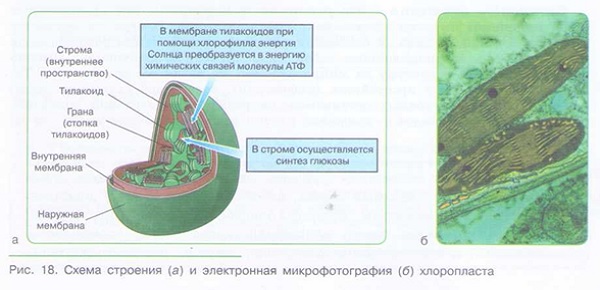 СТРОЕНИЕ КЛЕТКИ_006